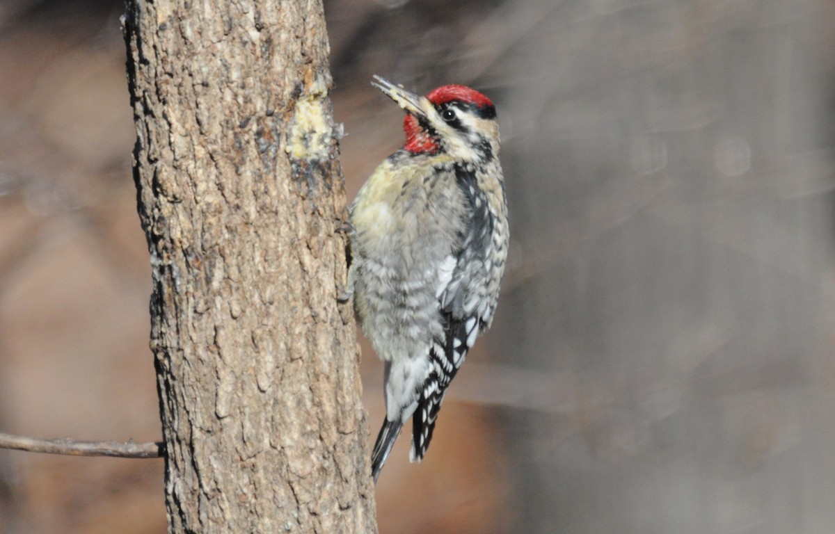 Yellow-bellied Sapsucker - Tommie Rogers
