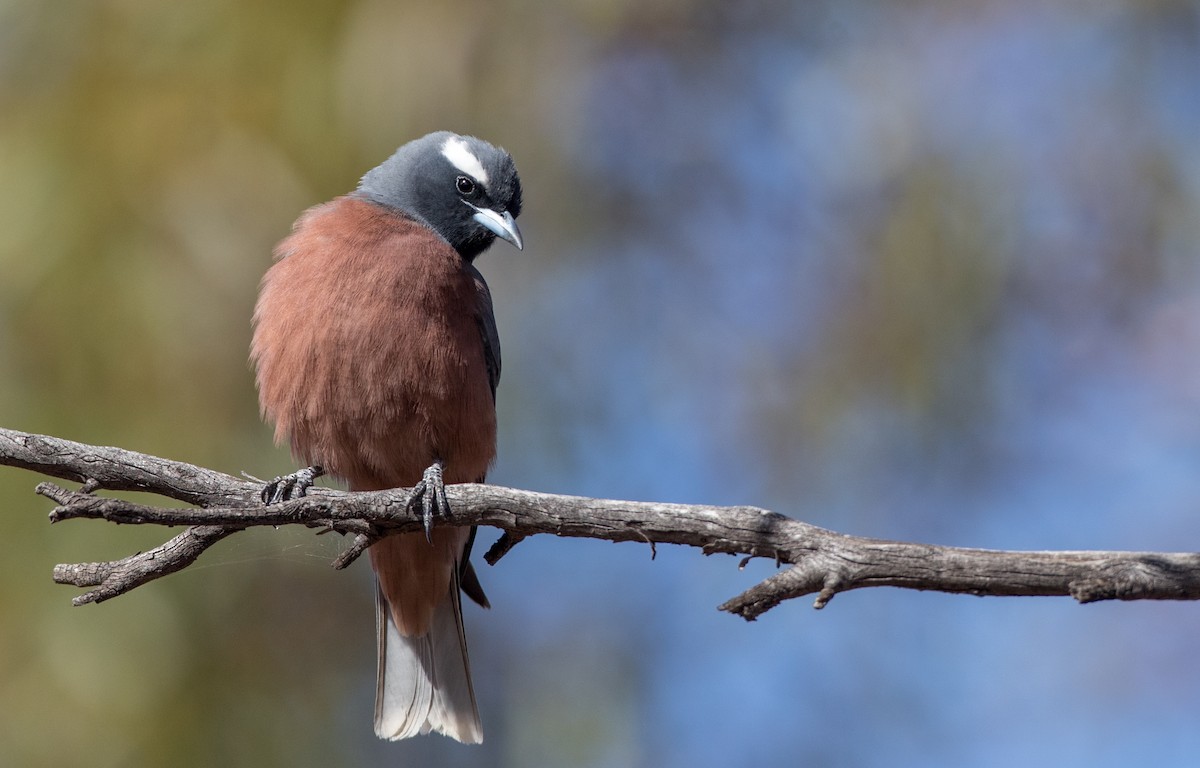 White-browed Woodswallow - ML82180211