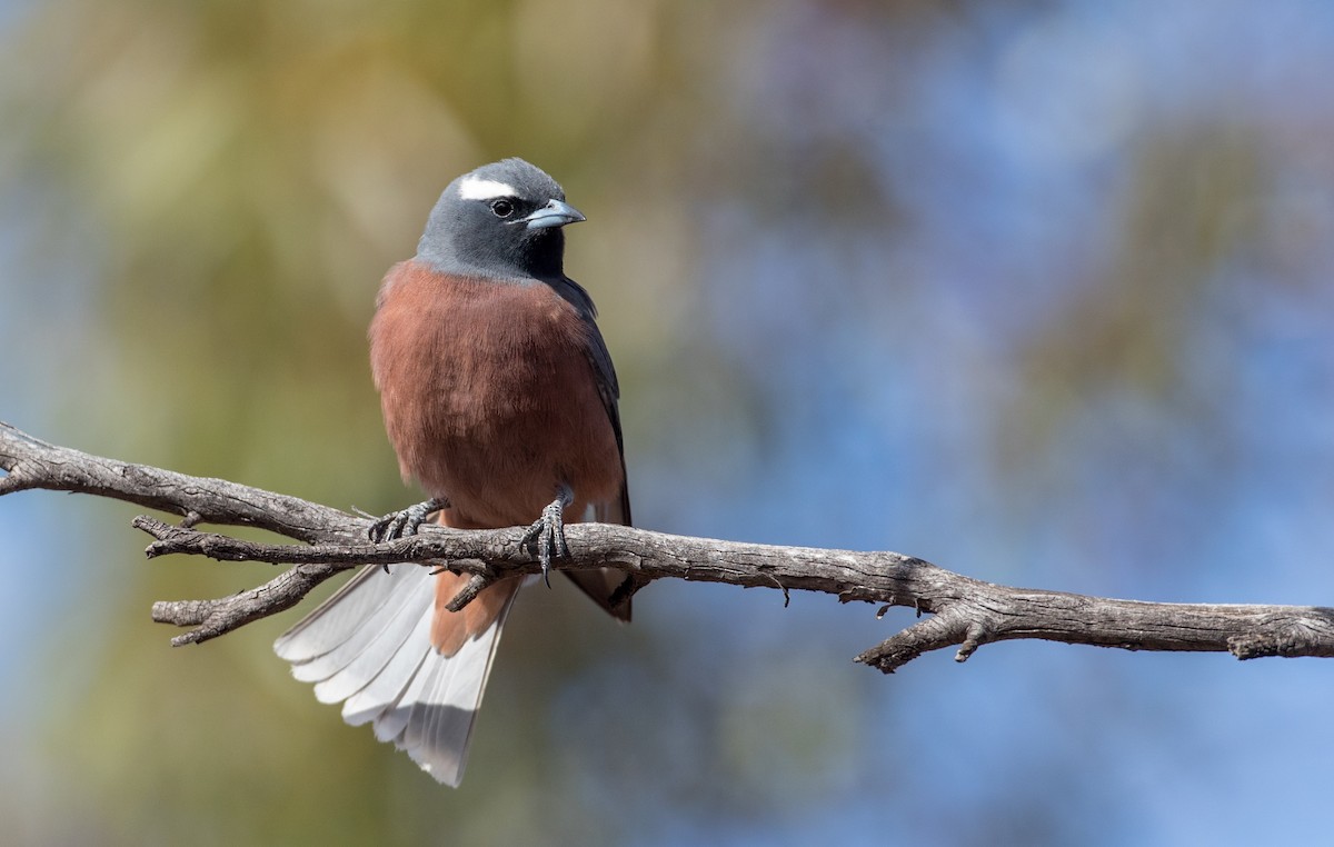 White-browed Woodswallow - ML82180221