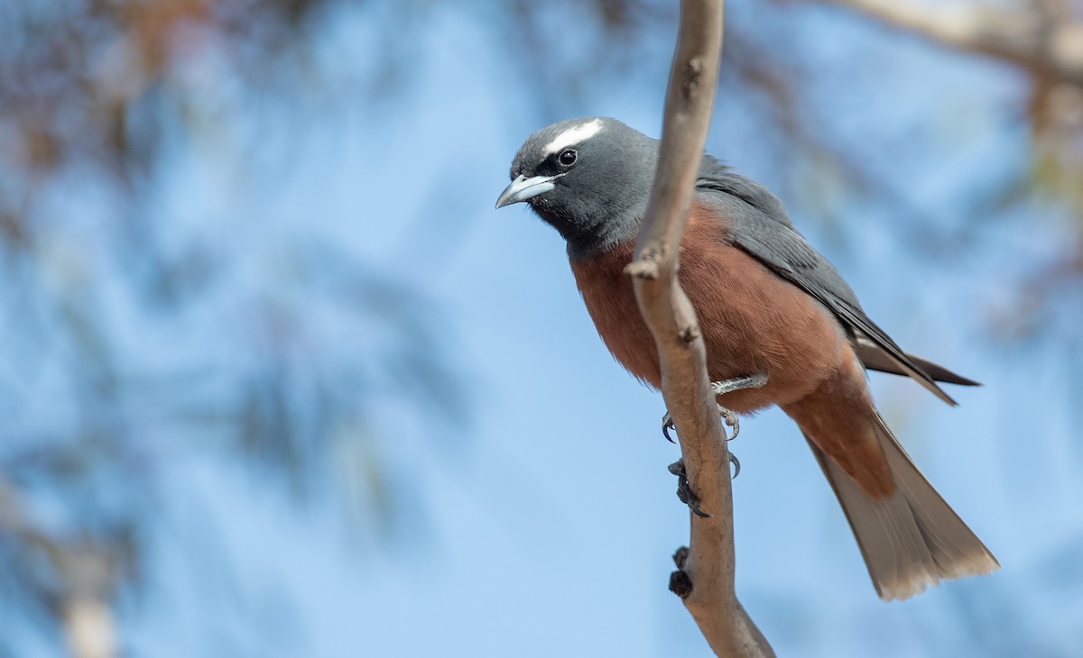 White-browed Woodswallow - ML82180241