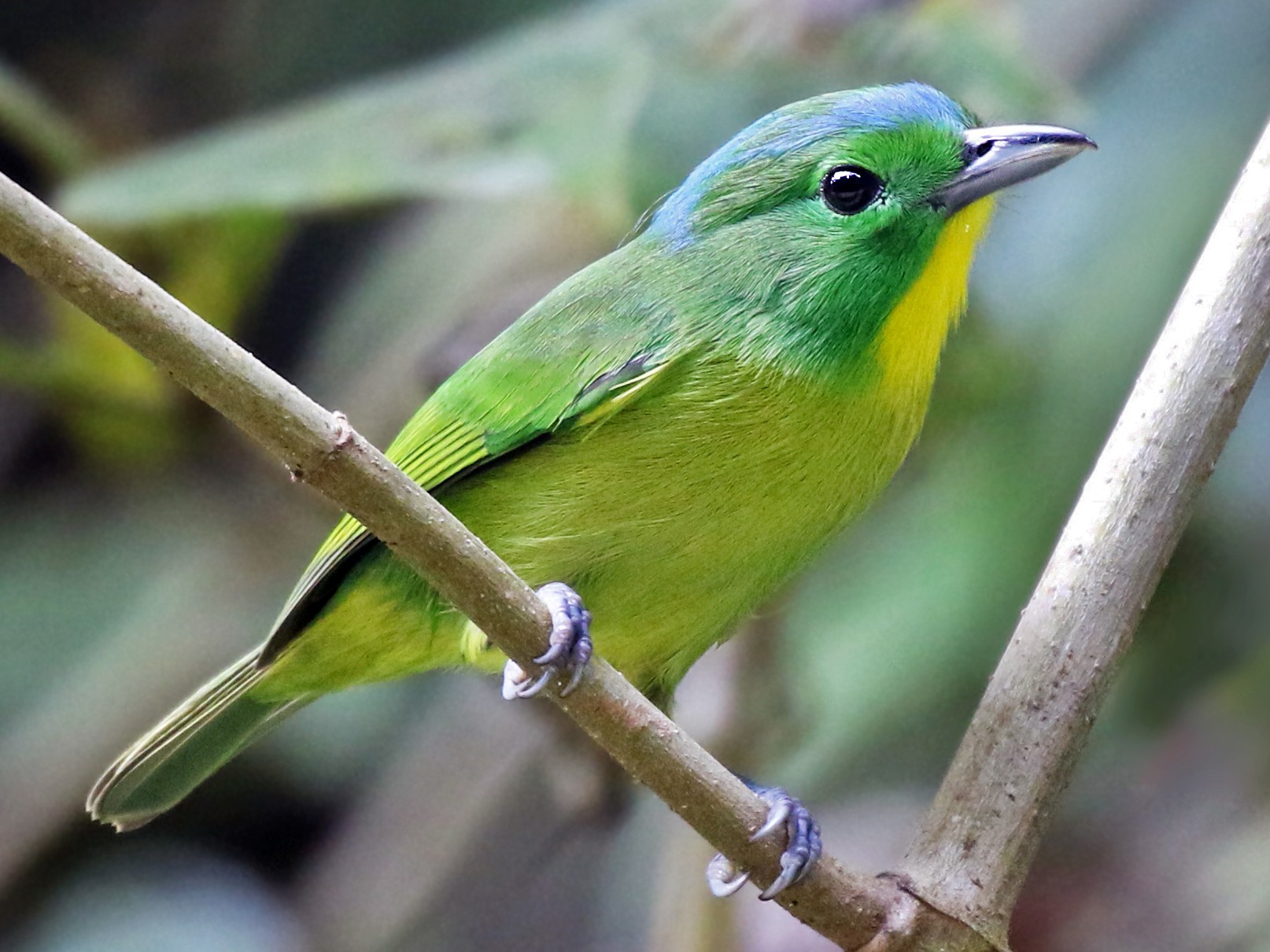 Green Shrike-Vireo - Andrew Spencer