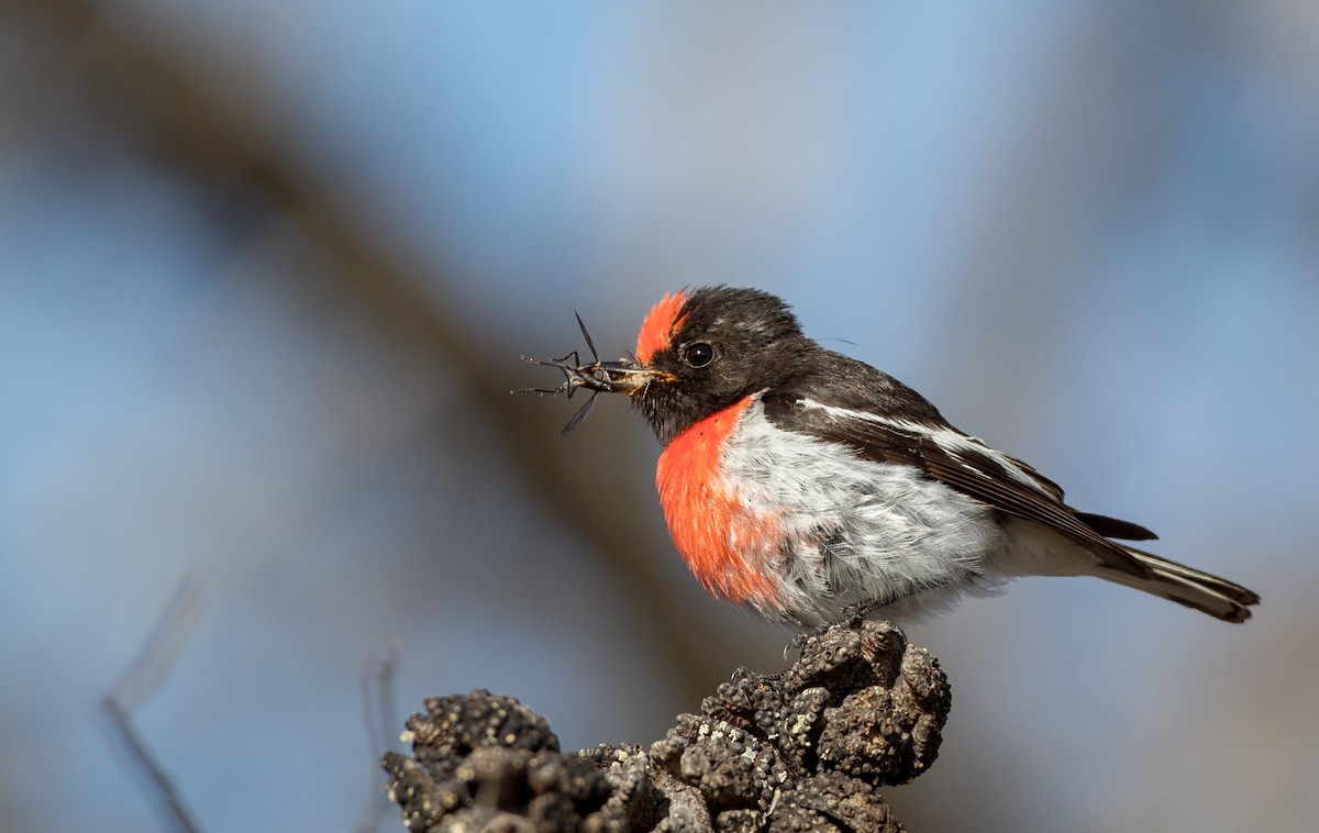Red-capped Robin - ML82181431