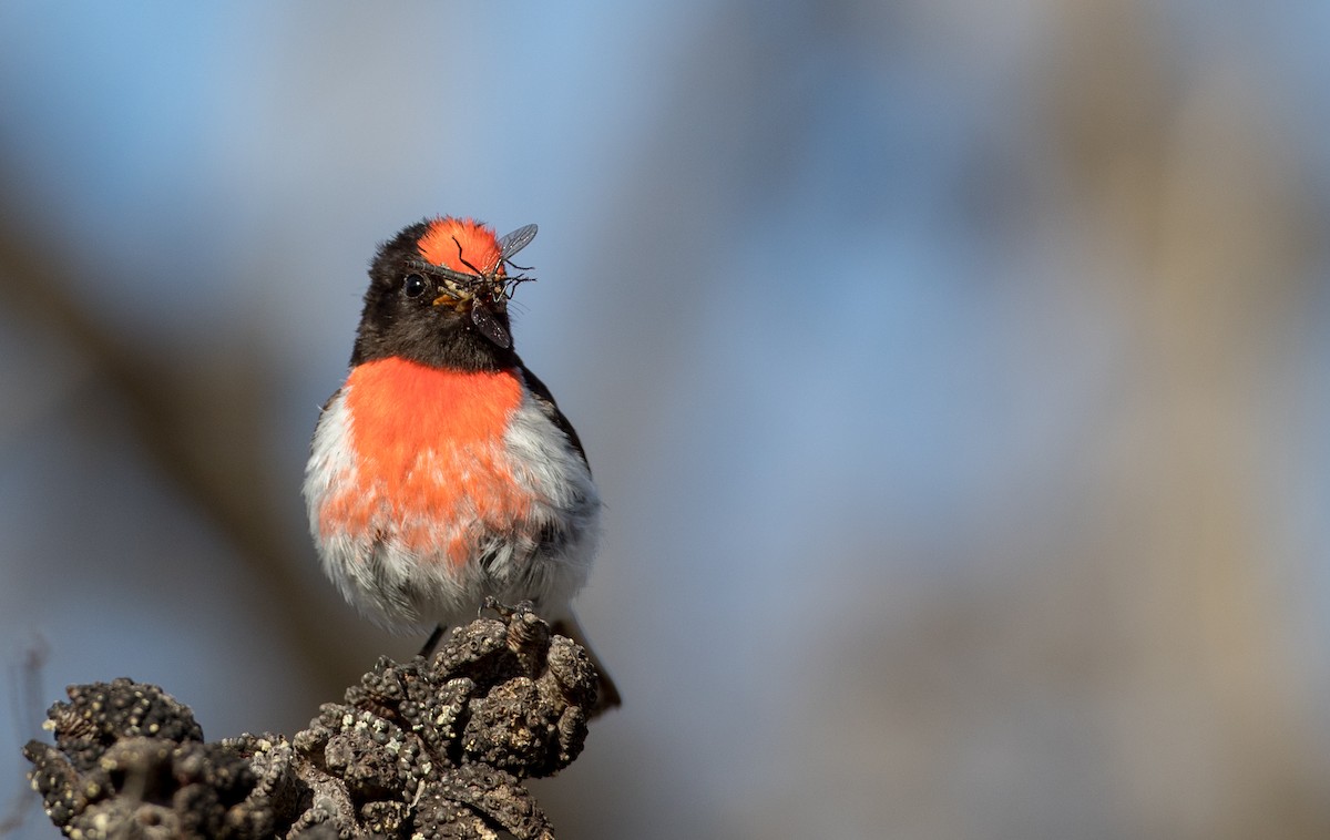 Red-capped Robin - ML82181441