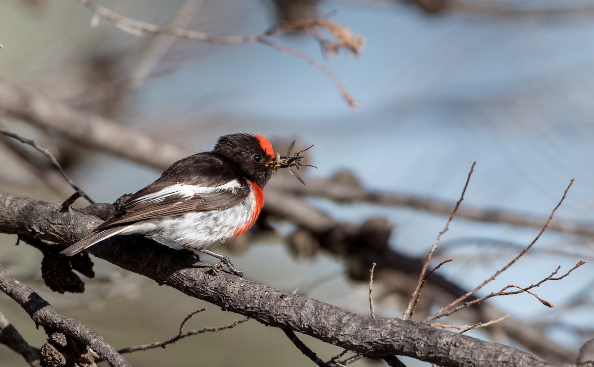 Red-capped Robin - ML82181461