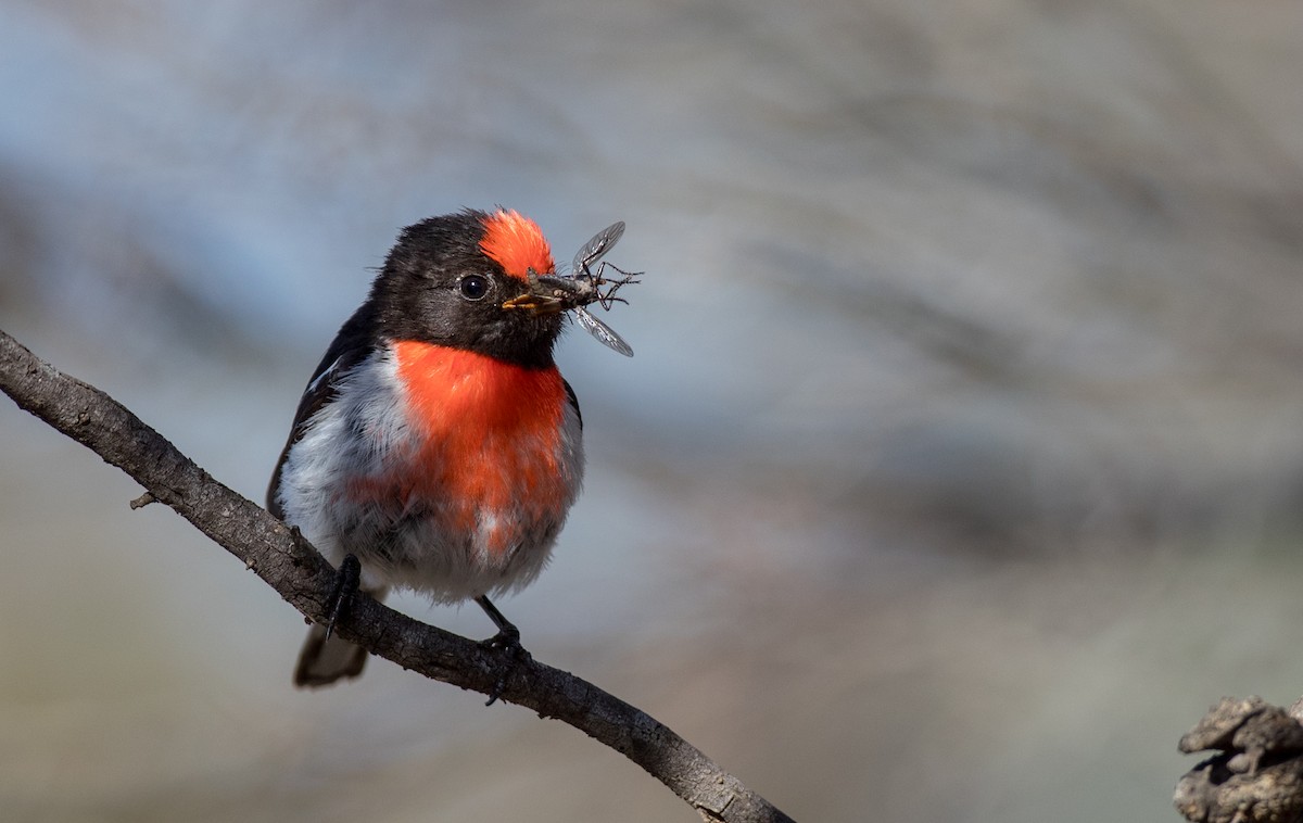 Red-capped Robin - ML82181471