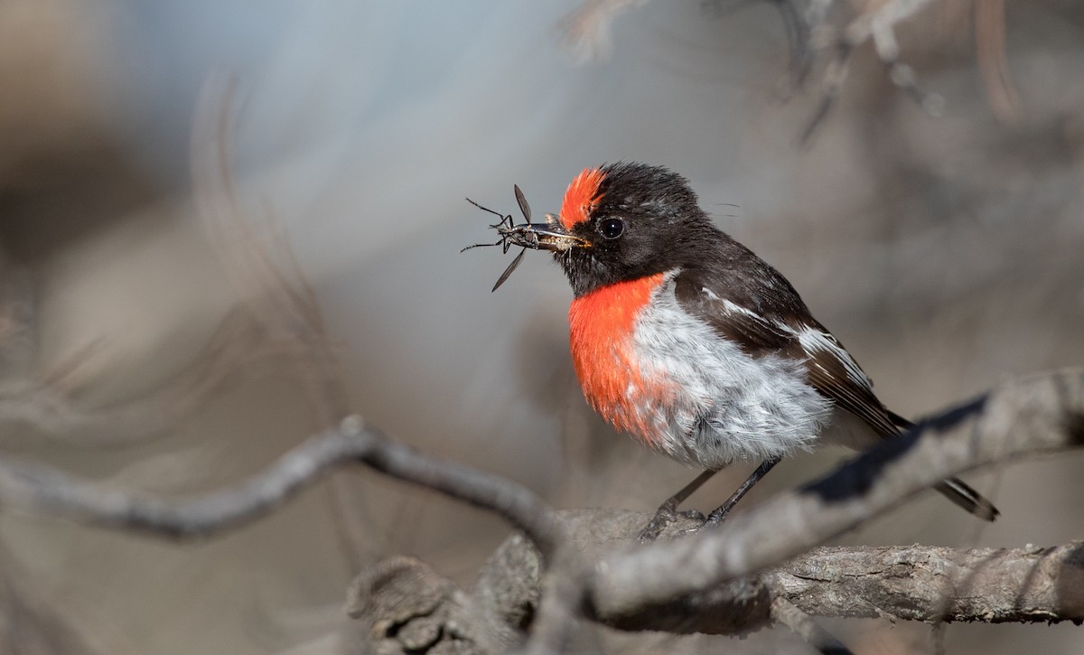 Red-capped Robin - ML82181481