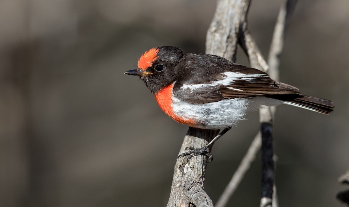 Red-capped Robin - ML82181491