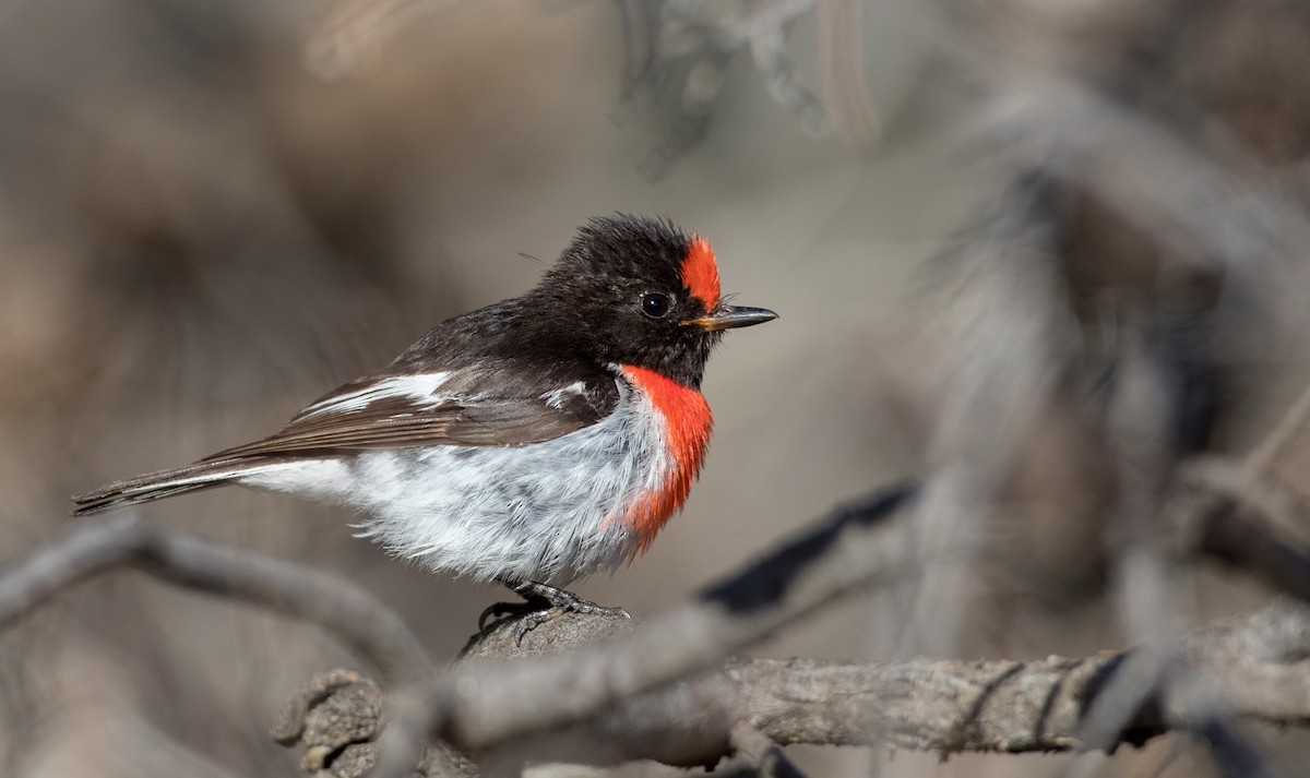 Red-capped Robin - ML82181501