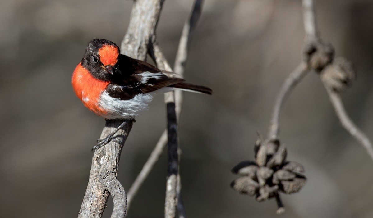 Red-capped Robin - ML82181511