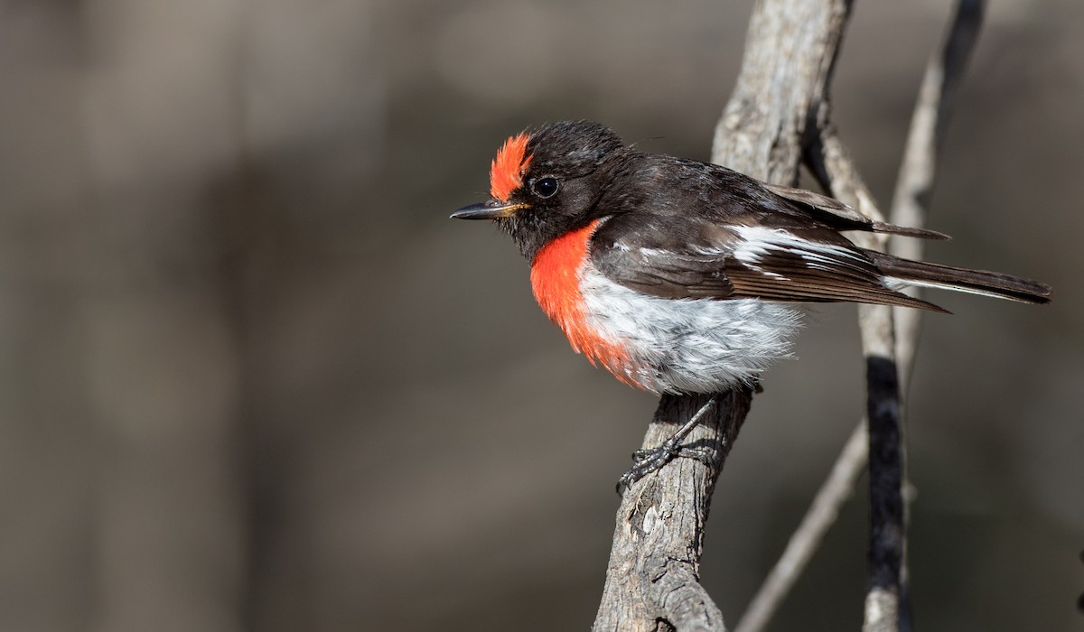 Red-capped Robin - ML82181531
