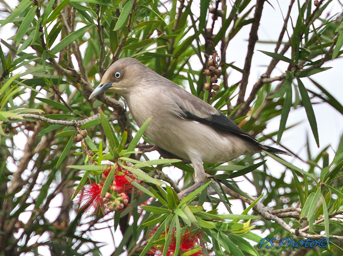 White-shouldered Starling - Pary  Sivaraman