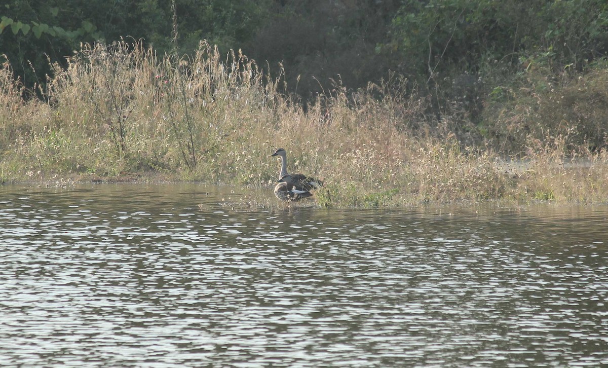 Indian Spot-billed Duck - ML82182021