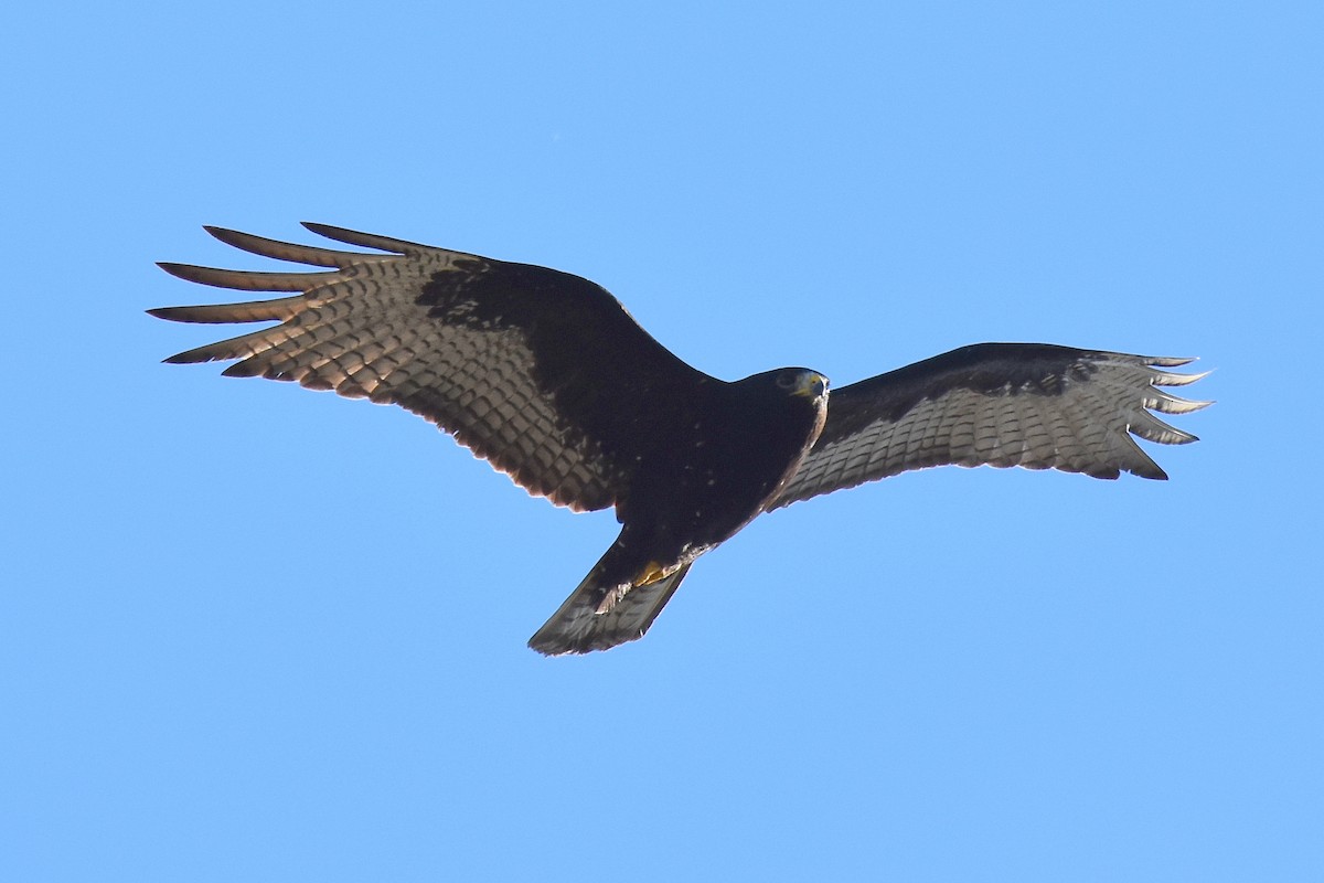 Zone-tailed Hawk - Michael Schall