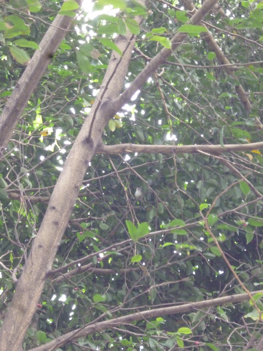 Orange-crowned Warbler - ML82185251