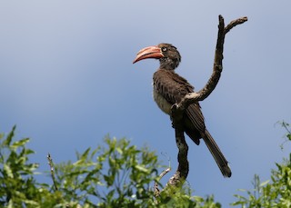  - Crowned Hornbill