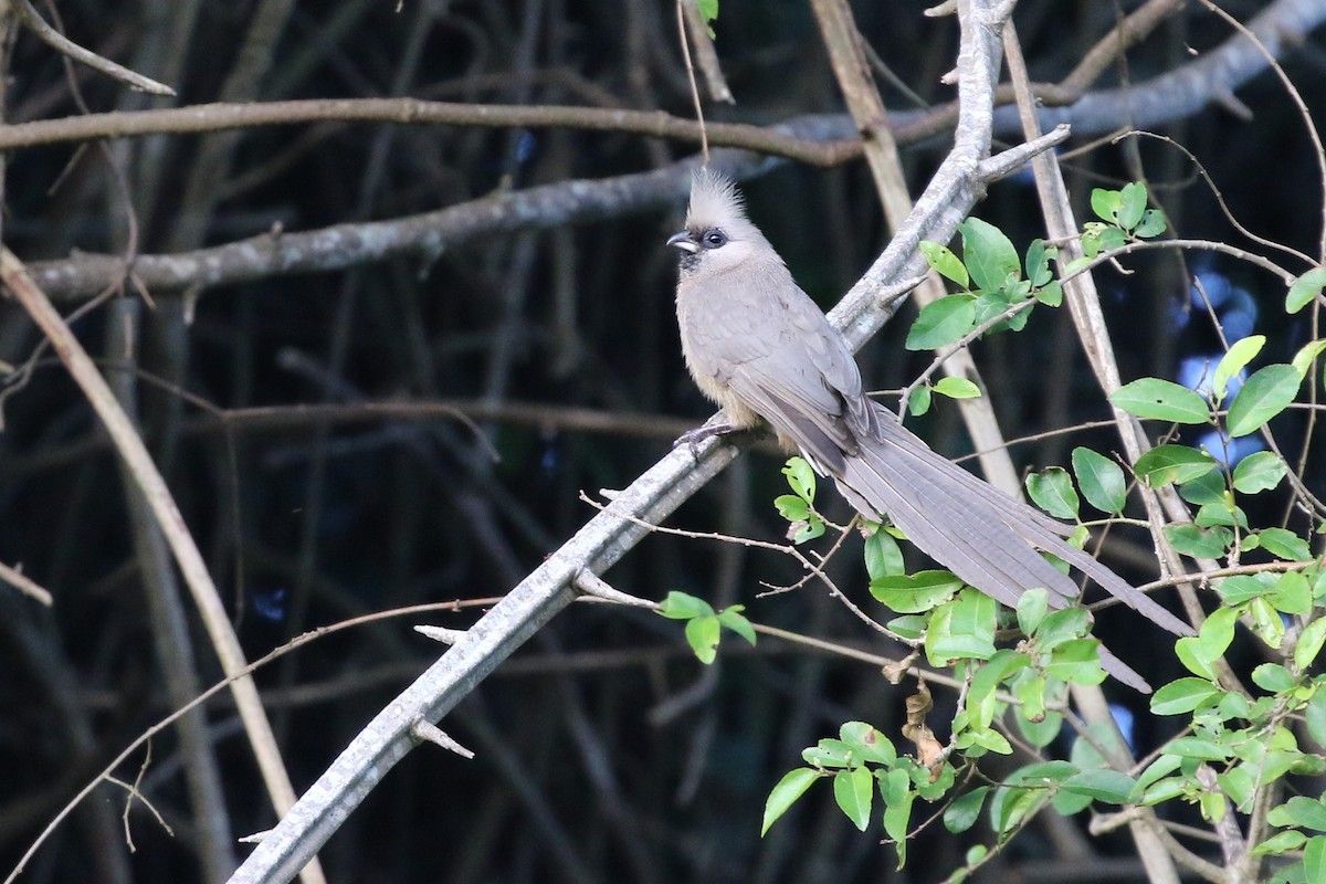 Speckled Mousebird - ML82186211