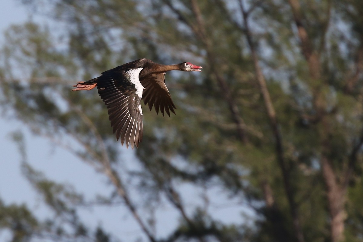 Spur-winged Goose - ML82186761