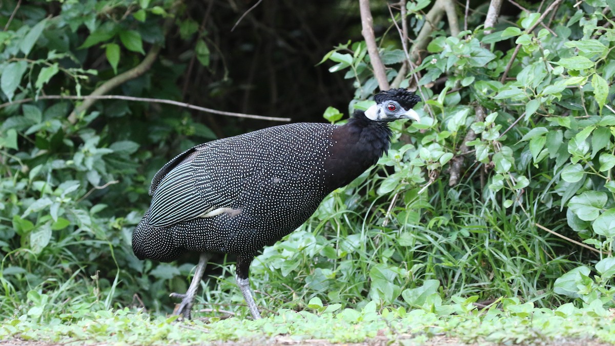 Southern Crested Guineafowl - Dean LaTray