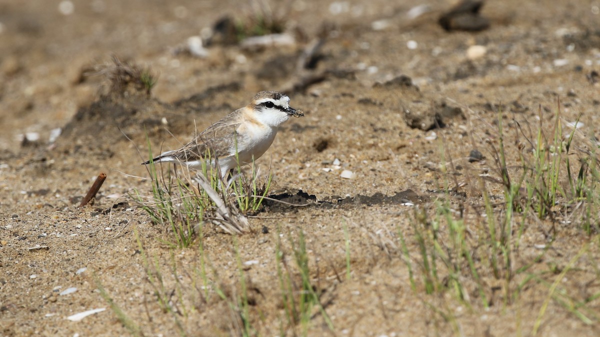 White-fronted Plover - ML82187441