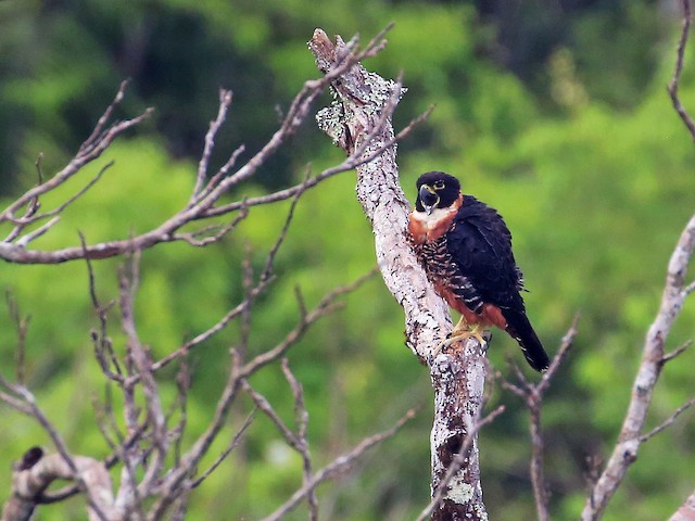  - Orange-breasted Falcon - 