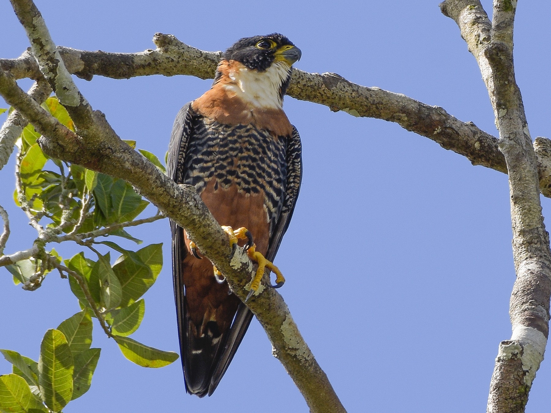 Orange-breasted Falcon - Carlos Echeverría