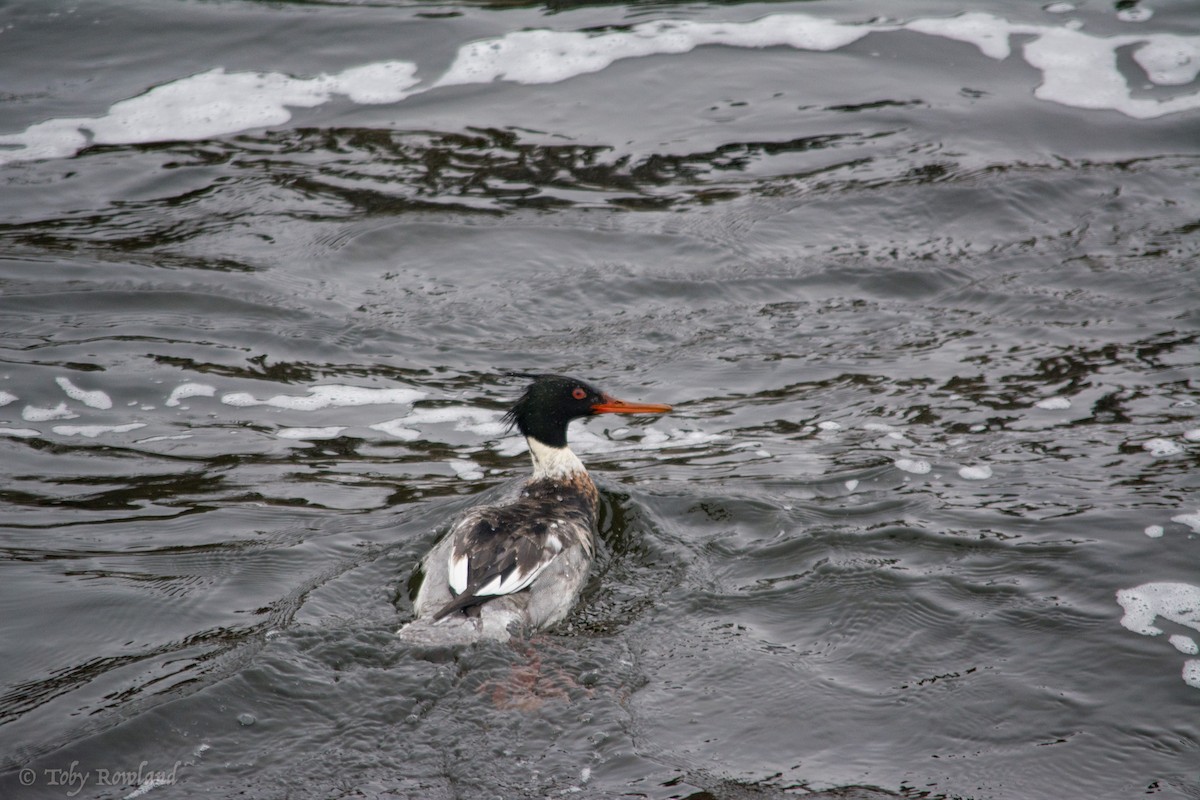Red-breasted Merganser - Toby Rowland