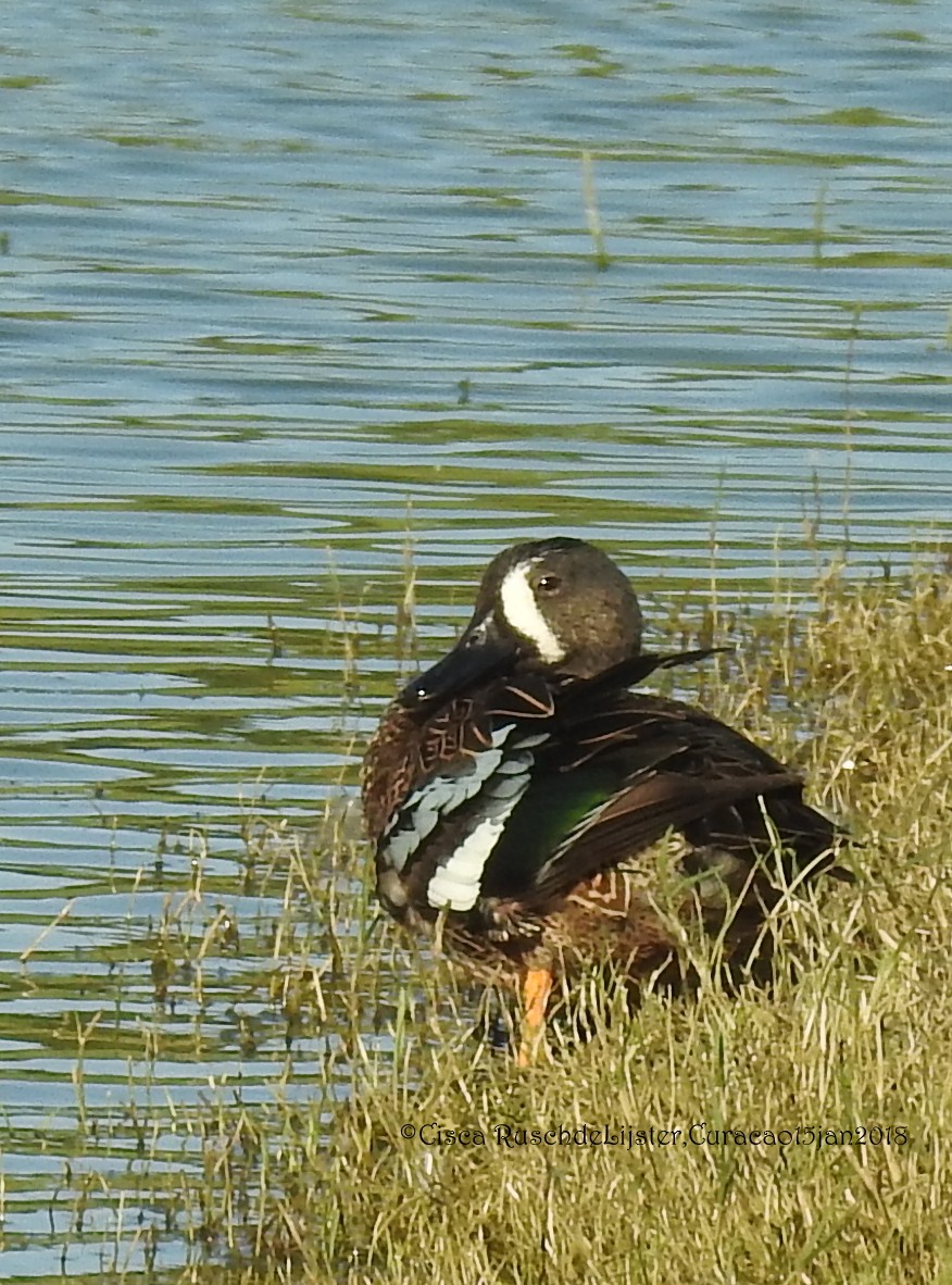 Blue-winged Teal - Cisca  Rusch