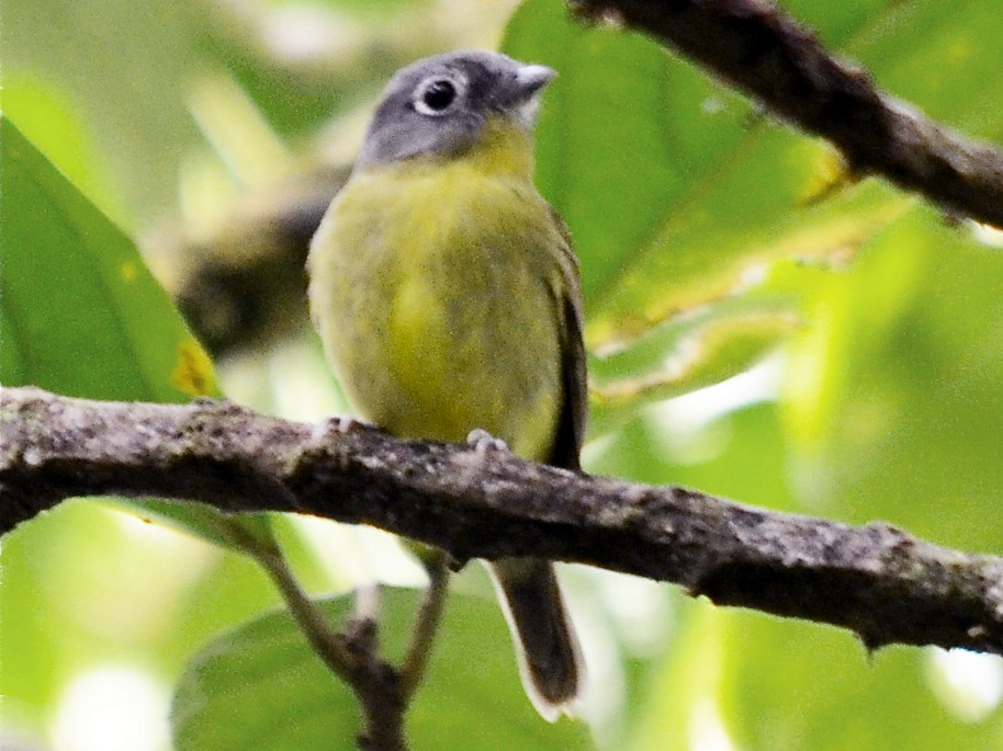 Gray-headed Piprites - Piprites griseiceps - Birds of the World