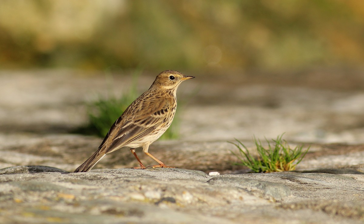 Meadow Pipit - ML82190191
