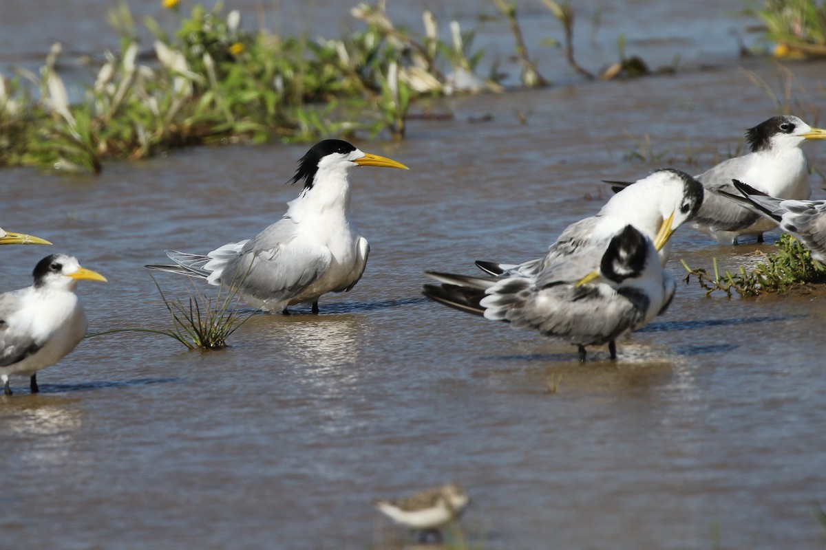 Great Crested Tern - ML82191321