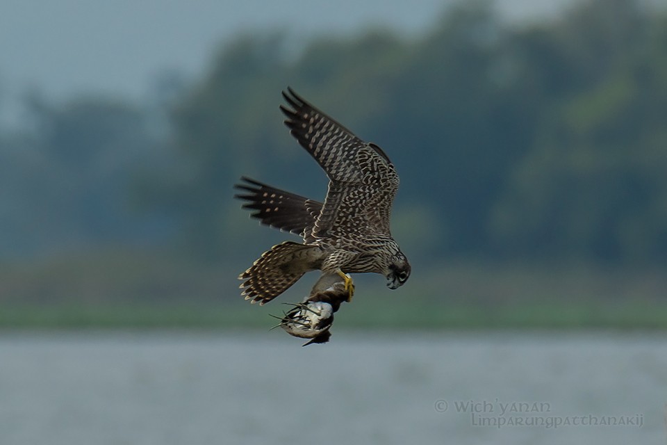 Peregrine Falcon (Eurasian) - Wich’yanan Limparungpatthanakij