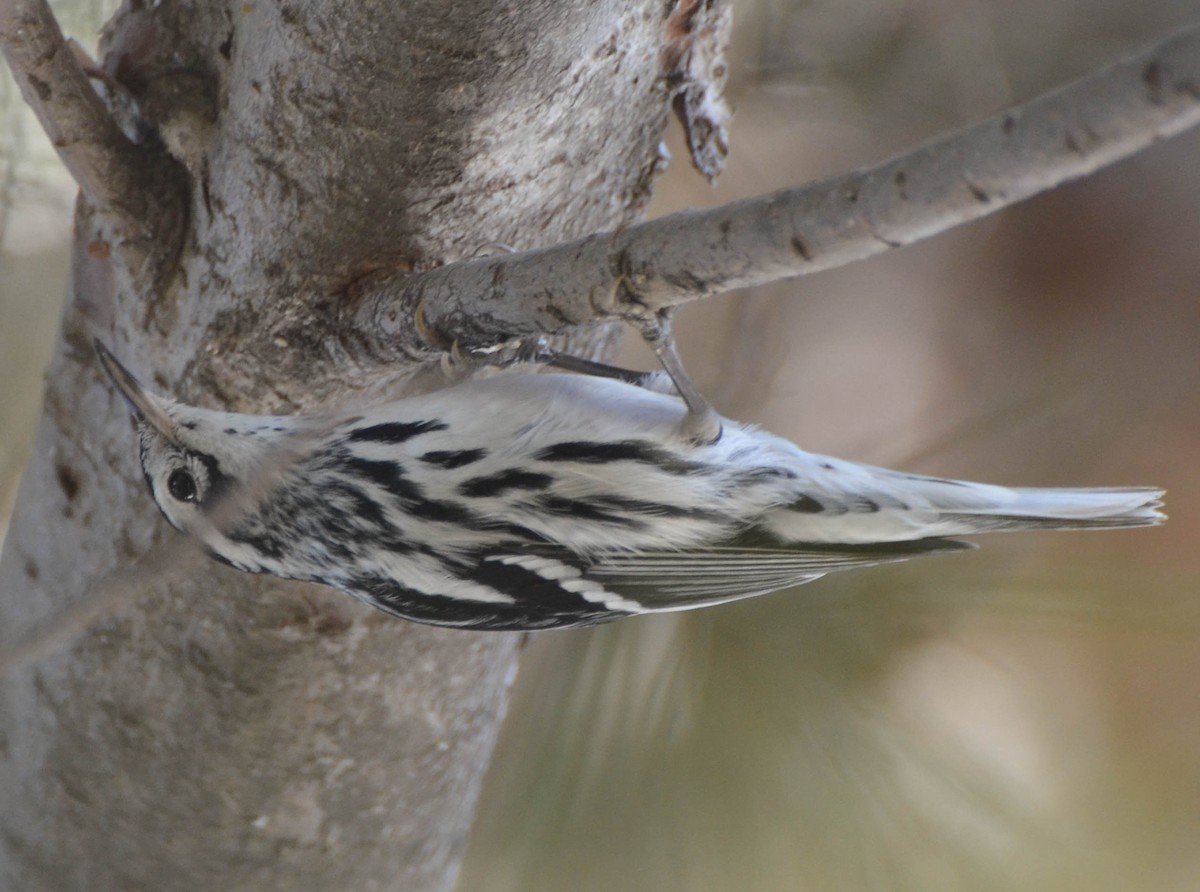 Black-and-white Warbler - ML82194441