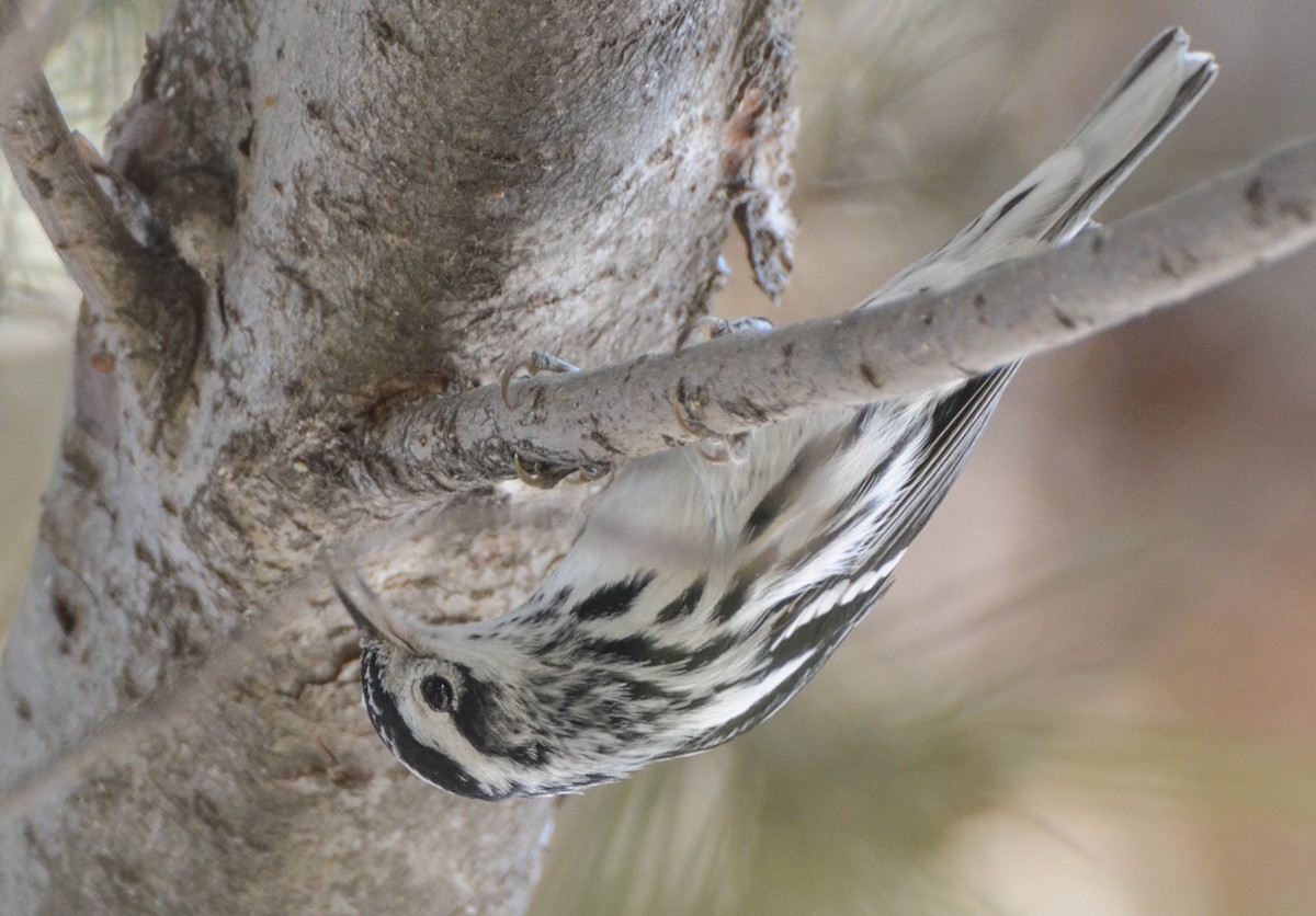 Black-and-white Warbler - ML82194471