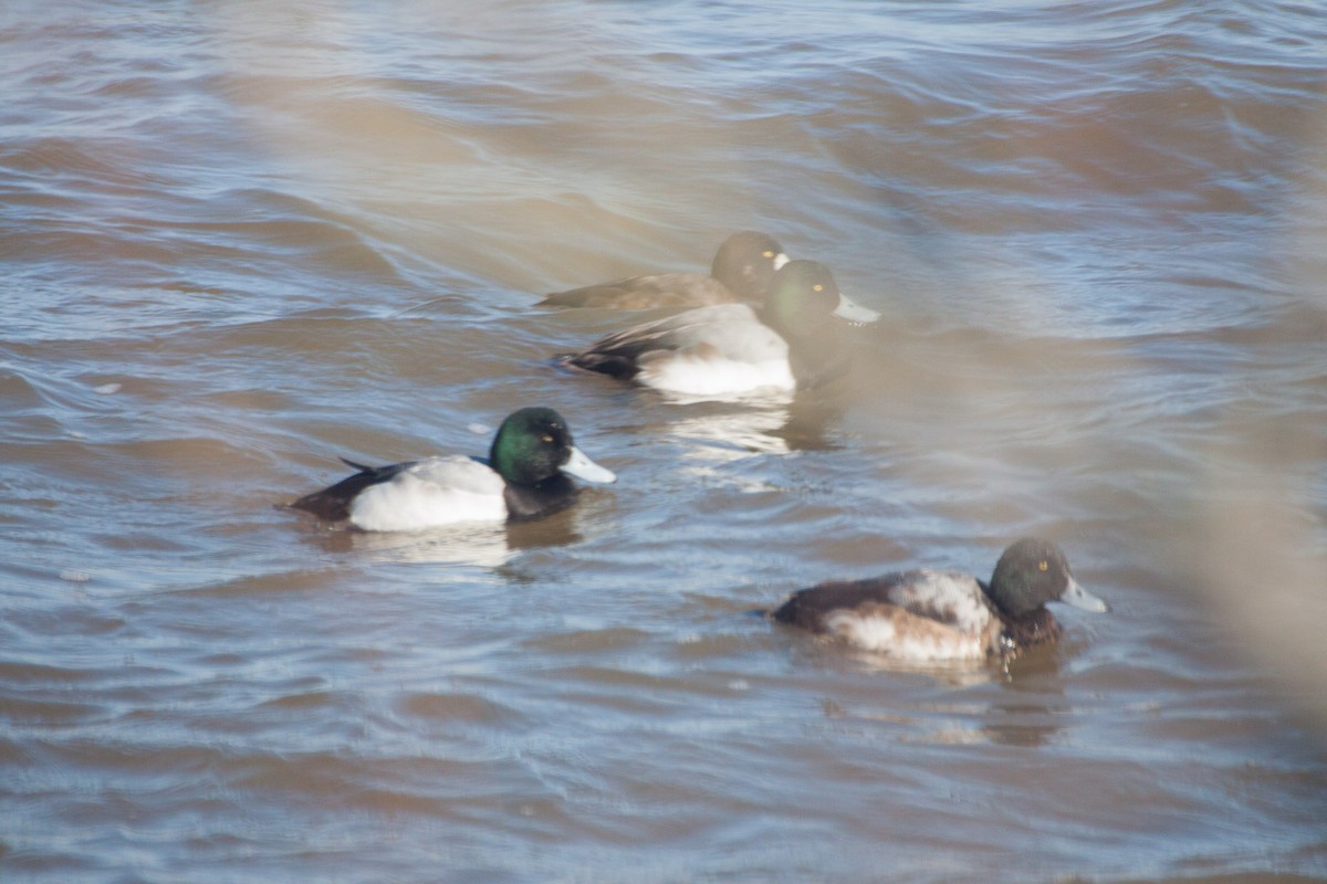 Greater Scaup - ML82194911