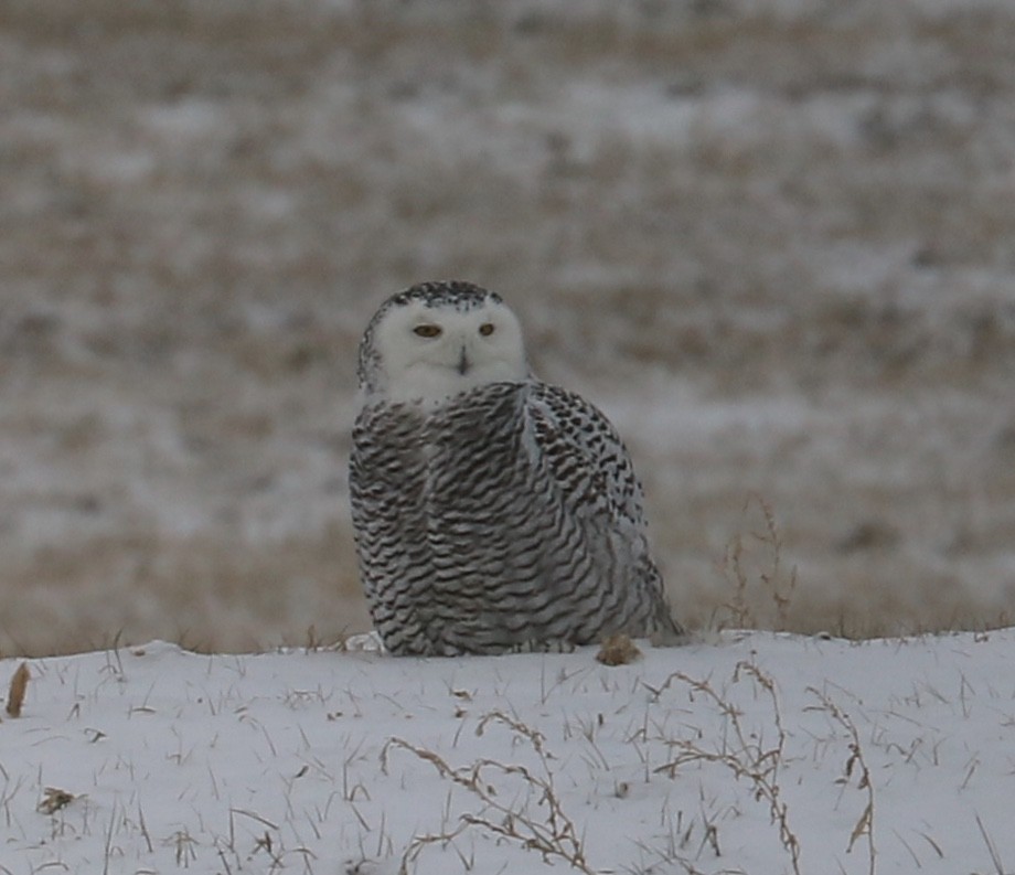 Snowy Owl - ML82196581
