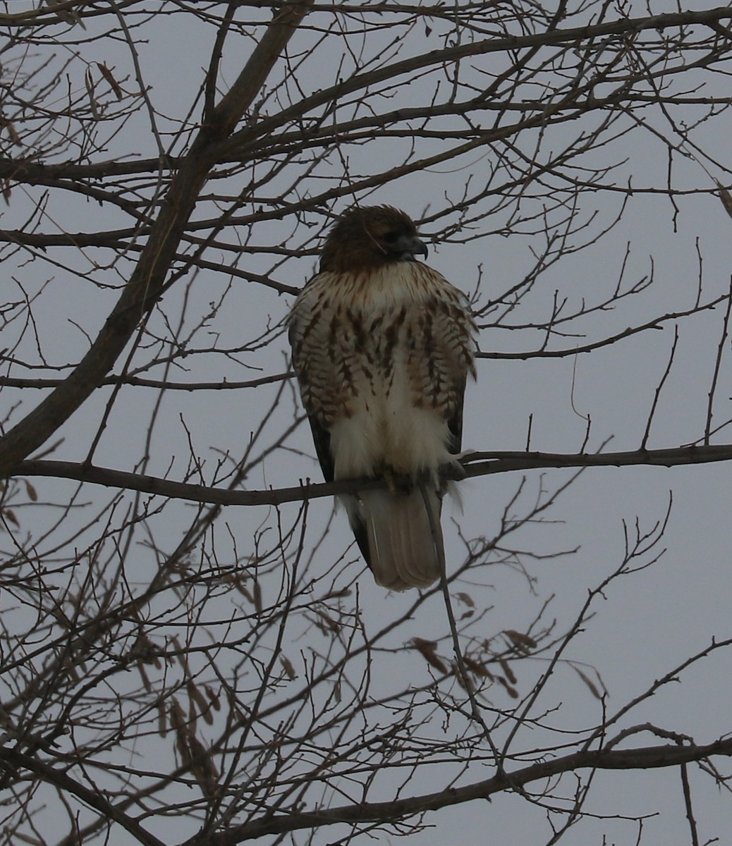 Red-tailed Hawk - ML82197611