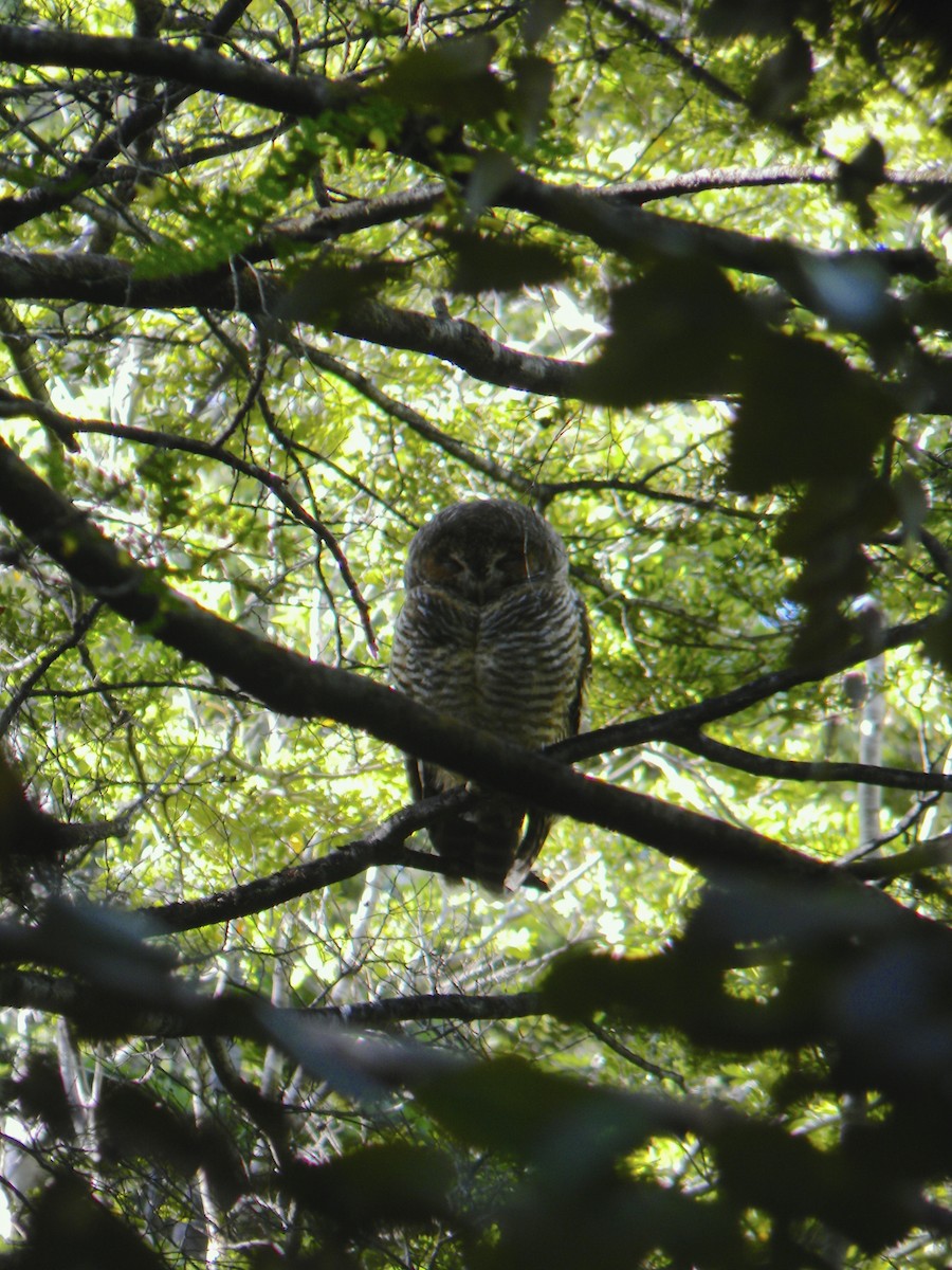 Rufous-legged Owl - Benito Rosende Godoy