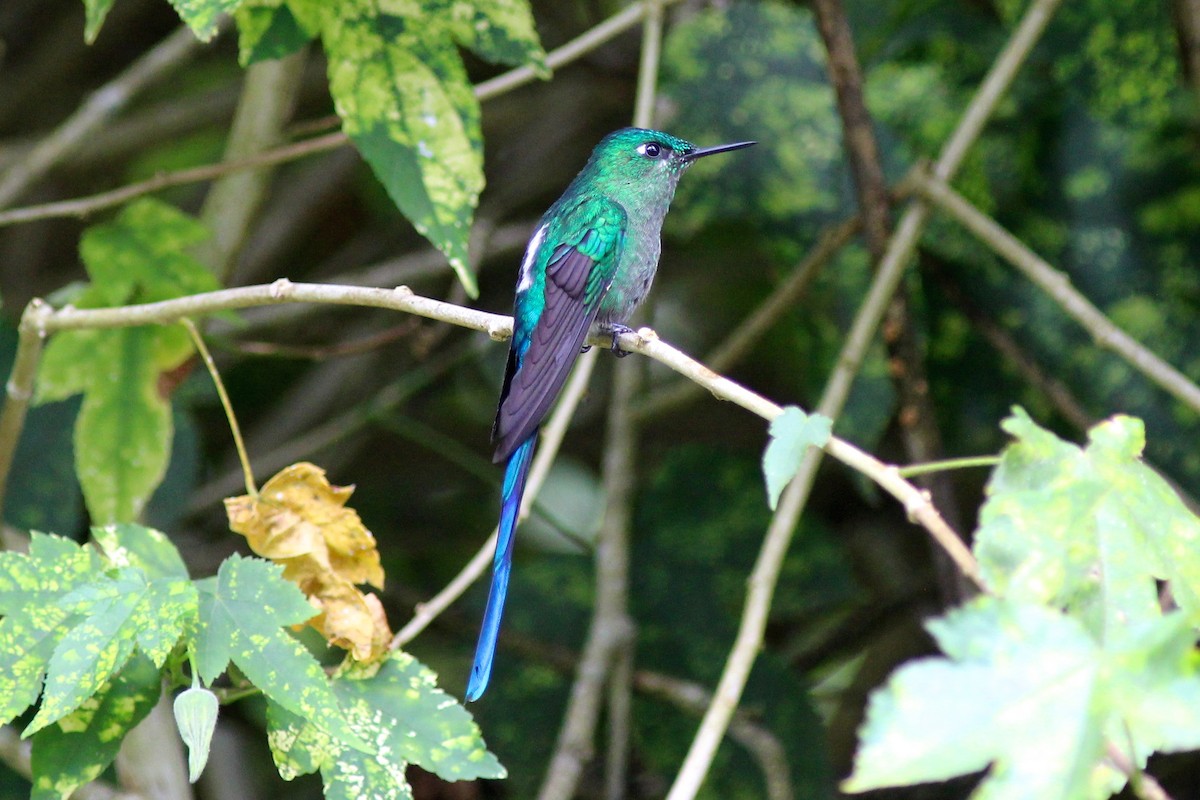 Long-tailed Sylph - ML82199971