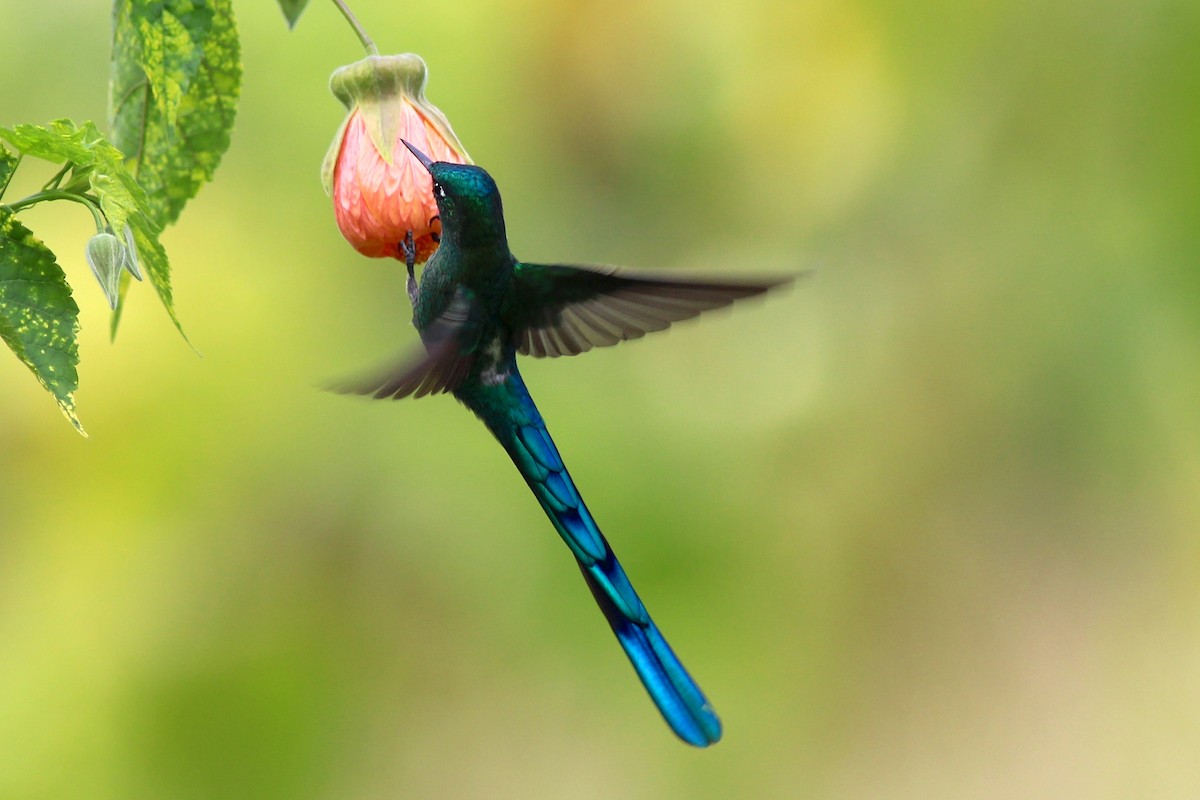 Long-tailed Sylph - ML82200031