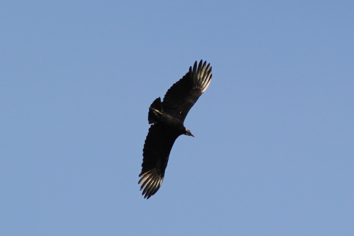 Black Vulture - ML82200501