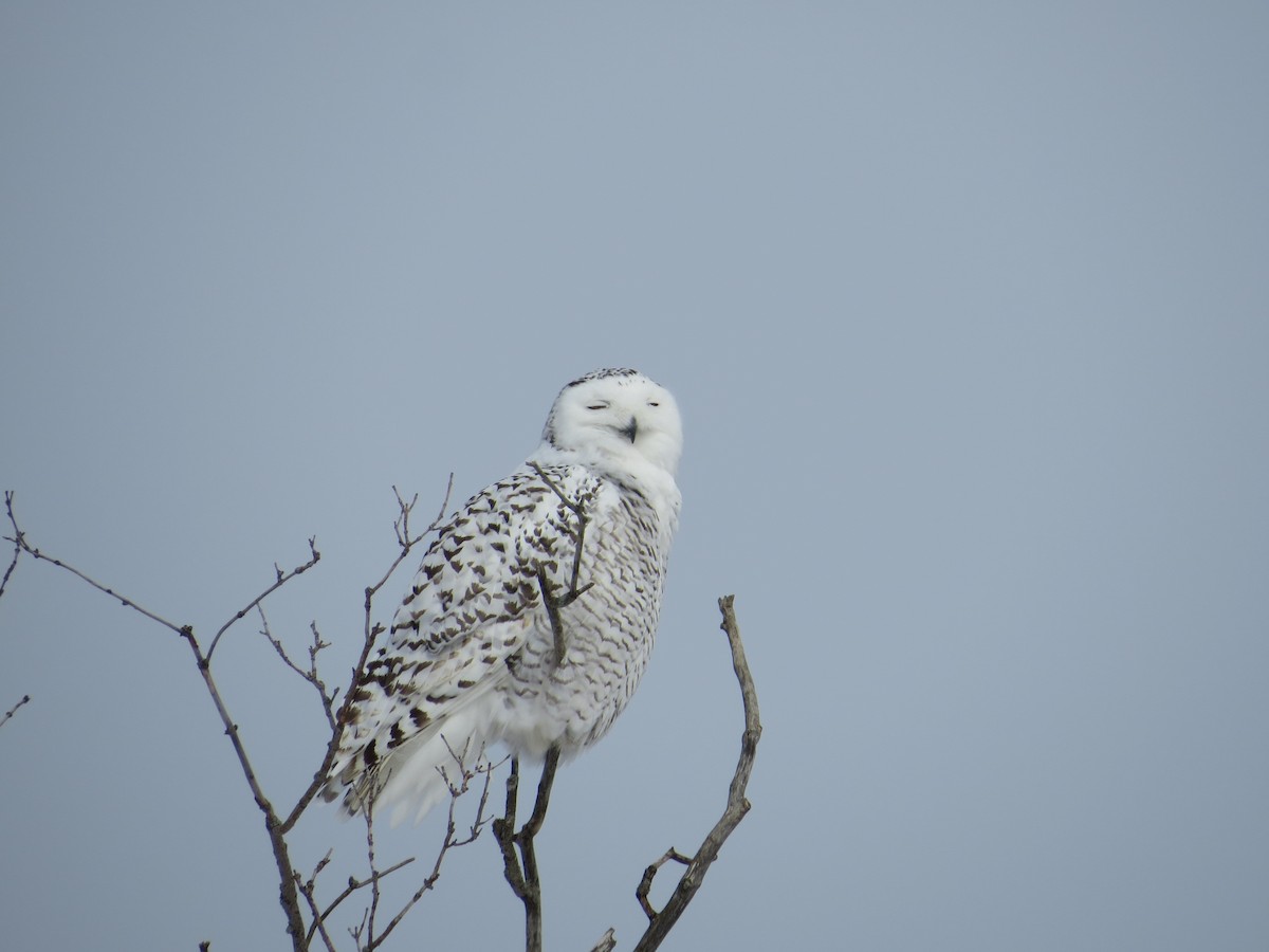 Snowy Owl - ML82201381