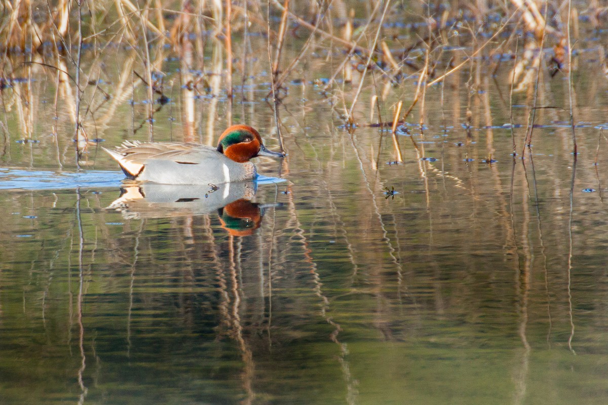 Green-winged Teal - ML82202351
