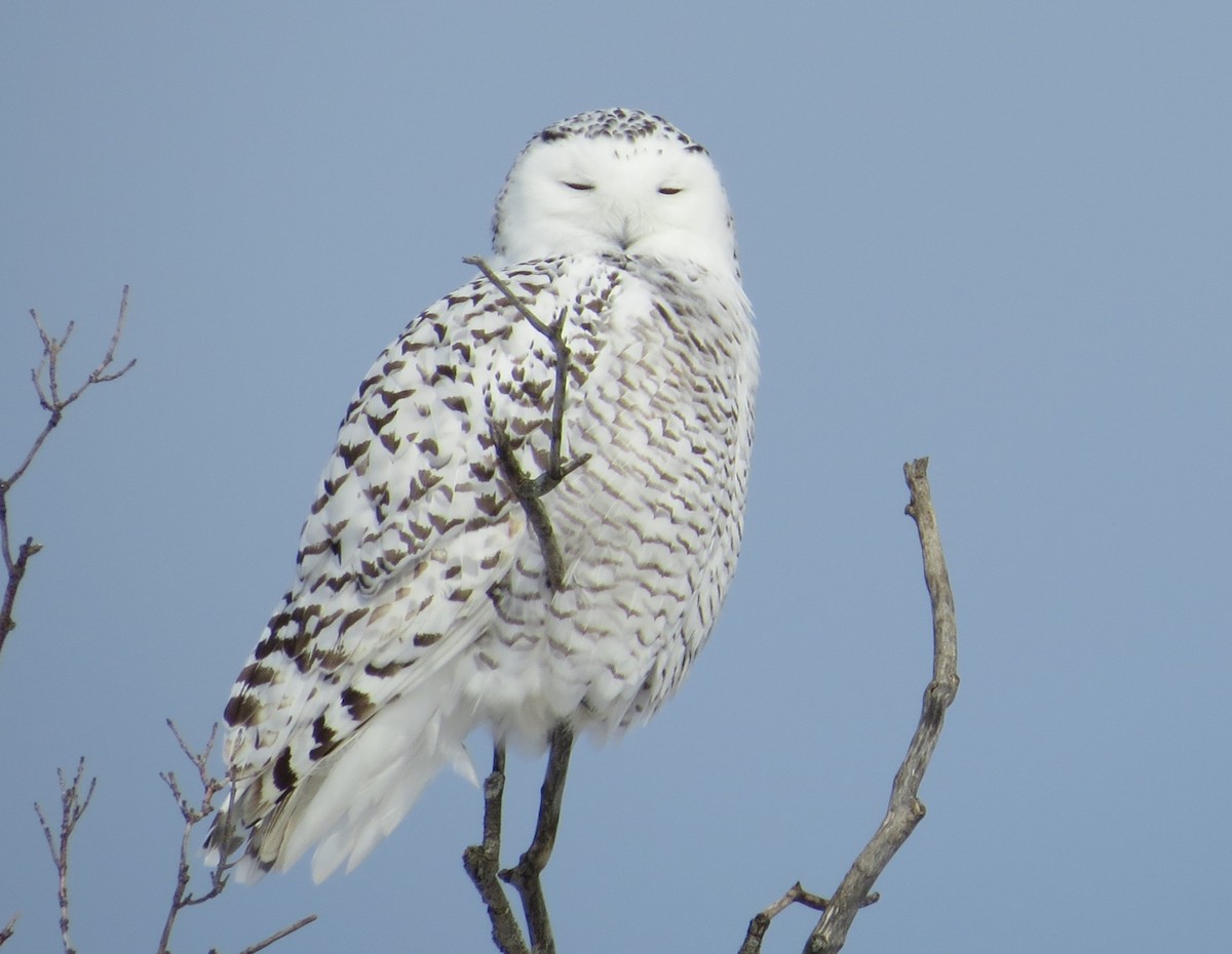 Snowy Owl - Matthew Garvin