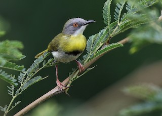  - Yellow-breasted Apalis