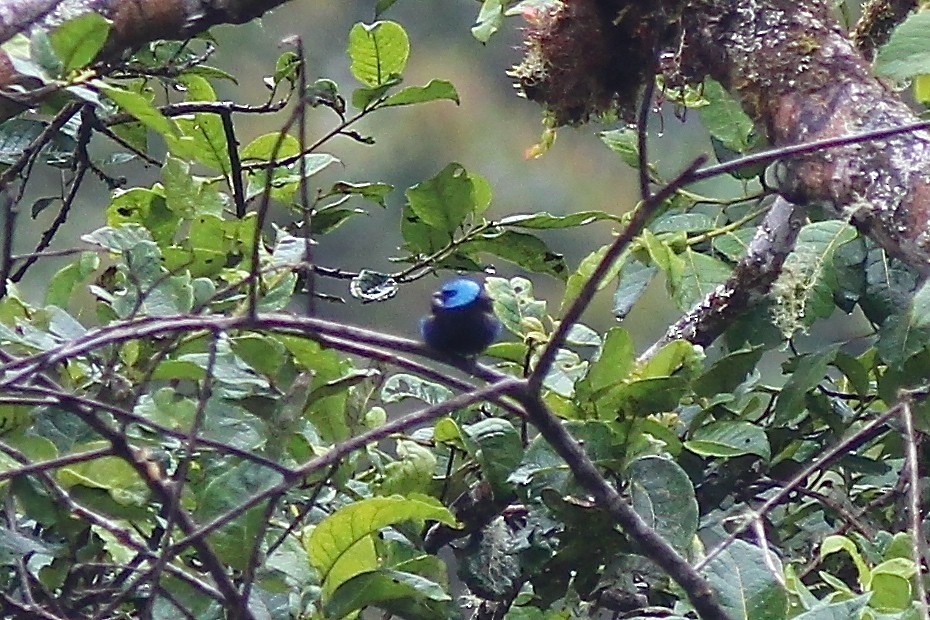 Blue-necked Tanager - ML82204751