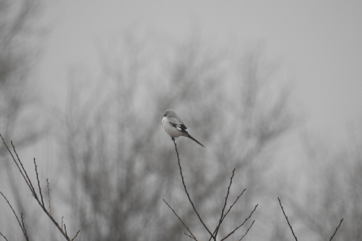 Great Gray Shrike - Josip Turkalj