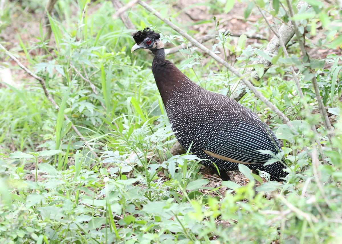 Southern Crested Guineafowl - ML82206311