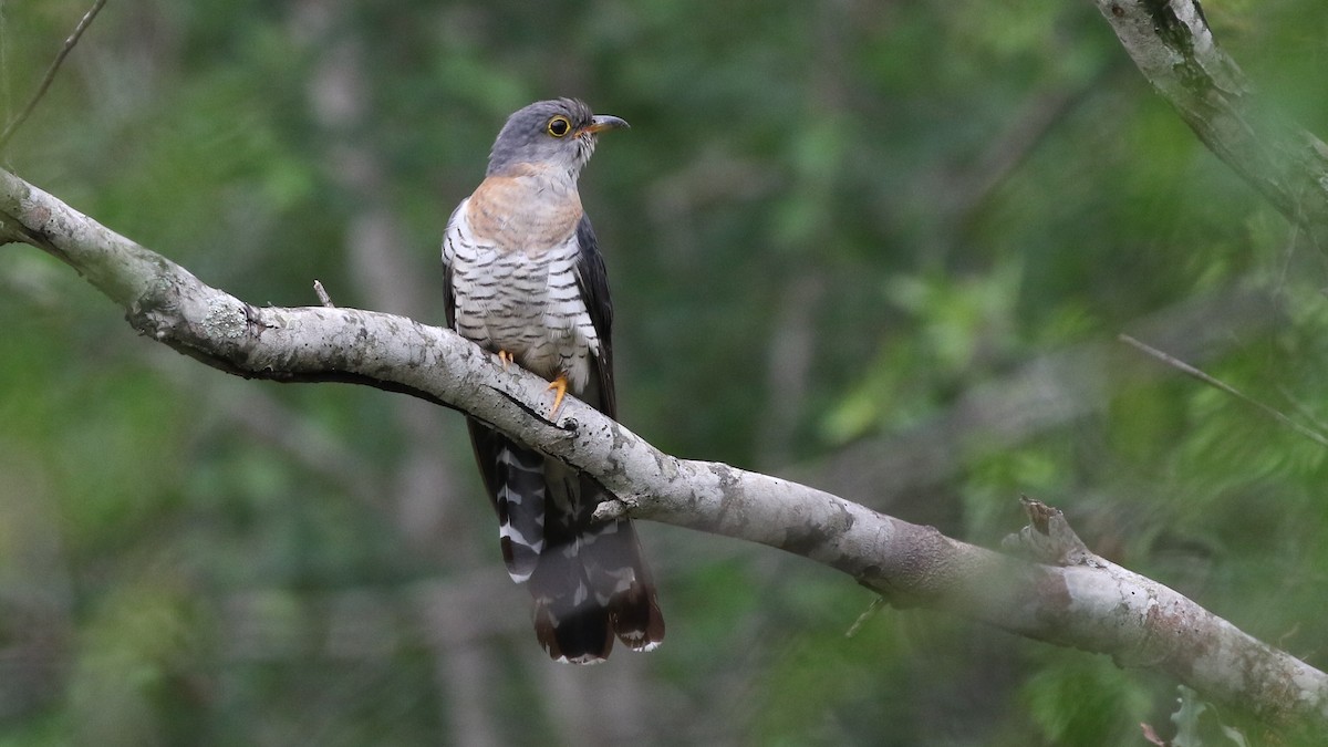 Red-chested Cuckoo - ML82206501