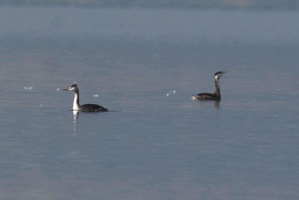 Great Crested Grebe - Giora Leitner