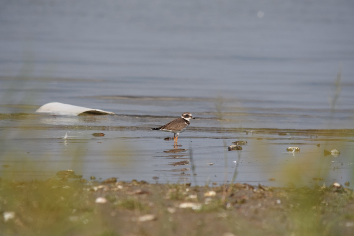 Common Ringed Plover - ML82210431